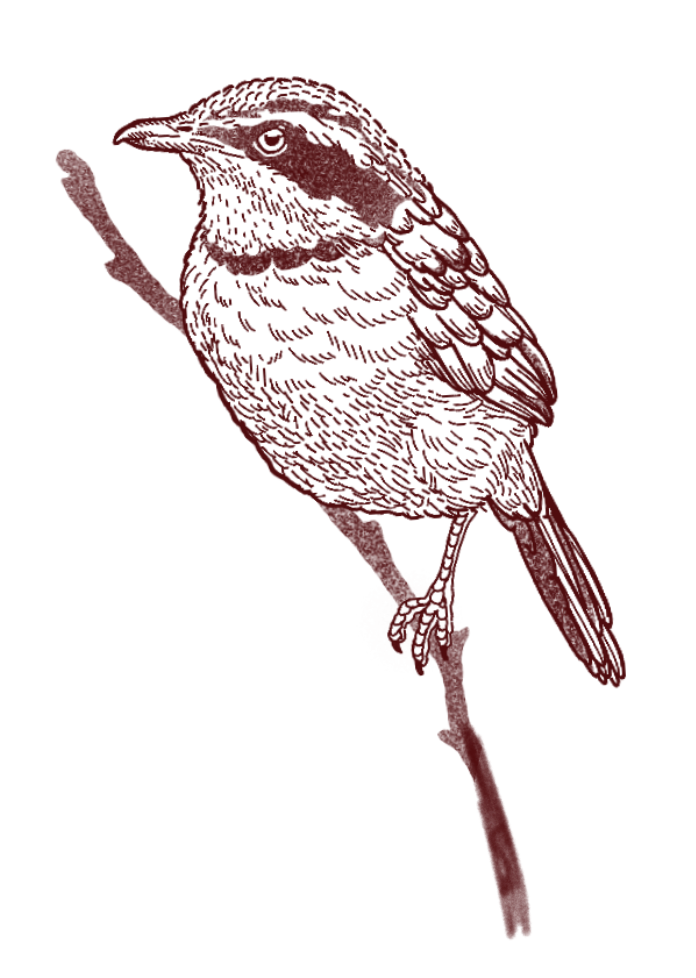 Vintage engraving of a perched bird